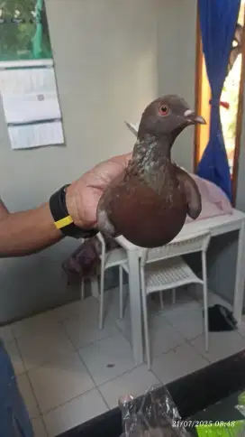 Burung merpati betina murah