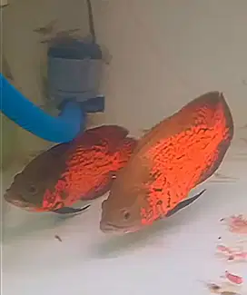 Sepasang ikan oscar red leopard pairing