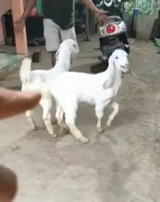 sepasang anakan kambing etawa senduro 4 bulanan siap ternak hobi piara