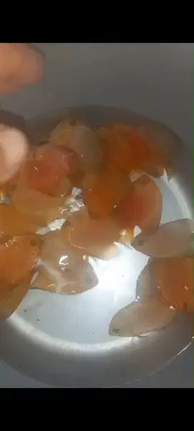 Ikan Discus Pigeon