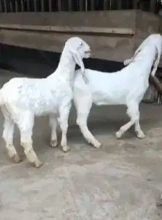 sepasang cempe kambing etawa senduro 4 bulanan siap ternak piara hobby