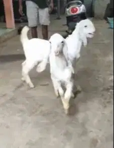 sepasang cempe kambing etawa senduro 4 bulanan siap ternak piara hobby