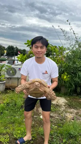Dijual kura-kura Sulcata jantan ukuran kurang lebih 45 cm