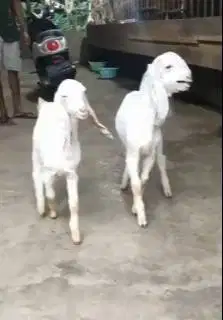 sepasang anakan kambing etawa senduro 4 bulanan siap ternak jamin puas