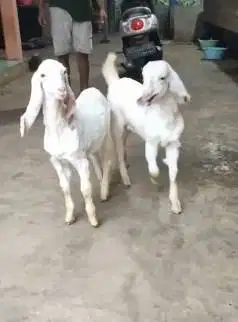 sepasang anakan kambing etawa senduro 4 bulanan mandiri siap ternak ok