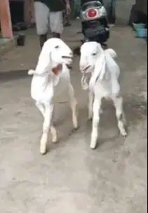 sepasang anakan bibit kambing etawa senduro 4 bulanan siap ternak puas