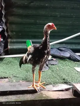 2 ekor ayam jago muda