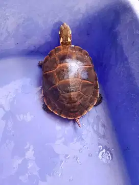 Picta picta betina mulus size 9 cm plastron