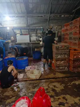 AYAM POTONG FRESH LANGSUNG DARI KANDANG MURAH MERIAH