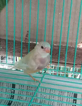 Emprit Gouldian finch betina siapan