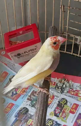 Emprit Gould amadine betina siapan minus tengeng