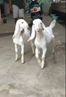 sepasang anakan kambing etawa senduro 4 bulanan siap ternak jamin puas