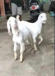sepasang anakan kambing etawa senduro 4 bulanan siap ternak jamin puas