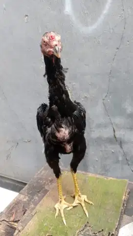 Ayam Bangkok jantan