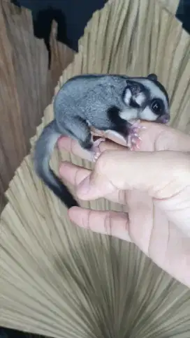 Sugarglider clasikgrey