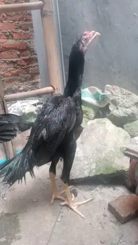 2 ekor ayam Bangkok