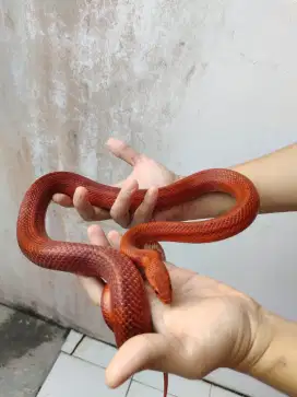 Ular corn snake Blood red high pedes