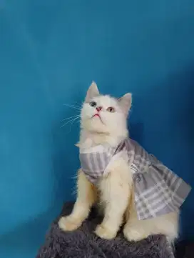 Kucing Persia kaki agak pendek odd eyes