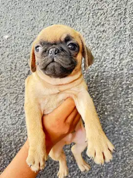 Pug fawn puggy pupies