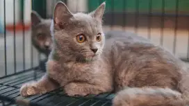 British Short Hair BSH Betina