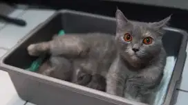 British Short Hair BSH Betina Blue tortie