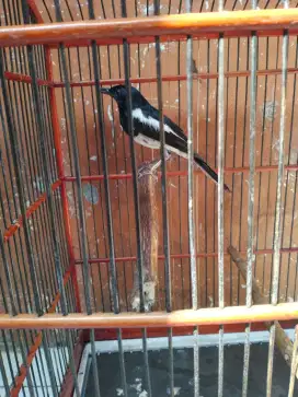 Burung kacer fullset bisa kirim
