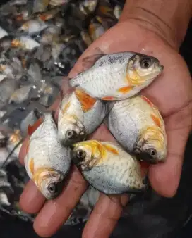 SEDIA BIBIT IKAN BAWAL KUALITAS UNGGUL