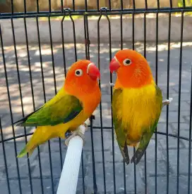 Lovebird sepasang Biola Euwing Kualitas Oke