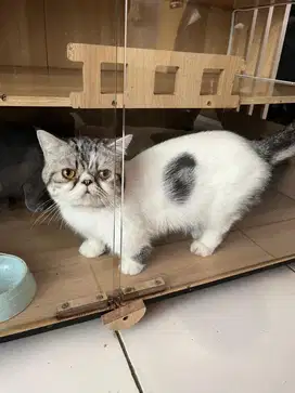 Munchkin pesek exotic