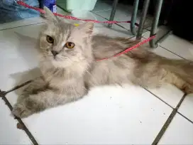 Dijual kucing Persia