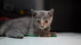 British Short Hair BSH Betina Blue Tortie
