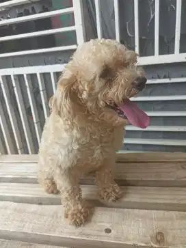 Anjing poodle betina 1 th