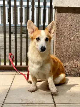 Jual indukan corgi