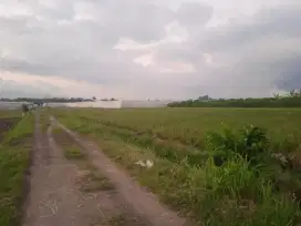 Sawah Ajung Pinggir Jalan Akses Mobil