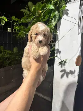 Dijual anakan poodle fawn jantan