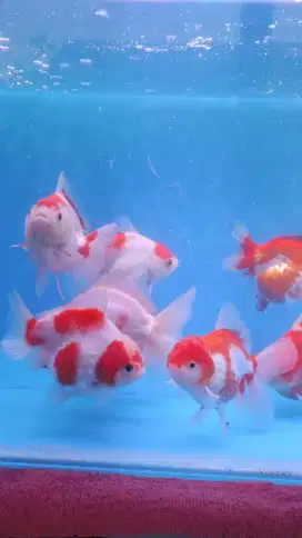 Oranda BG, orange