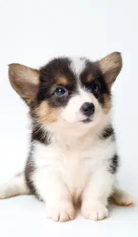 Jual corgi short hair betina