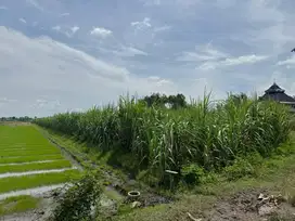 Sawah bekas tanaman tebu
