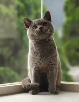 British shorthair jantan ped/ nonped