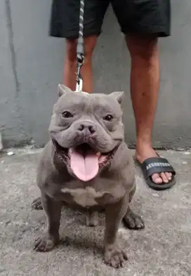 American Bully Jantan