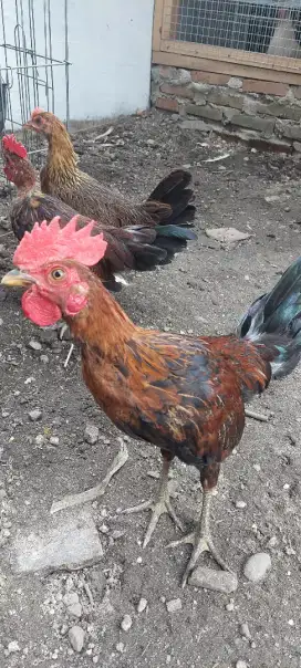 Ayam ketawa asli trah durasi
