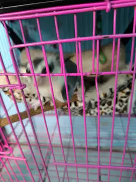 Jual Sugar Glider Low Mozaic harga grey