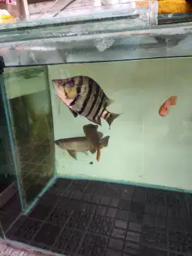 Ikan dats datz silver ukuran 5jari