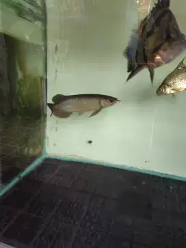 Ikan arwana green pino atau golden pino sertifikat lengkap 22cm