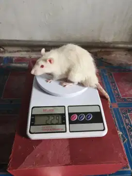 Tikus rad buat mkn ular atau praktikum sedia berbagai ukuran..