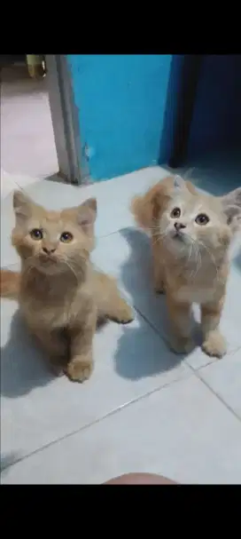 Jual cepat Persia kitten 300 sepasang