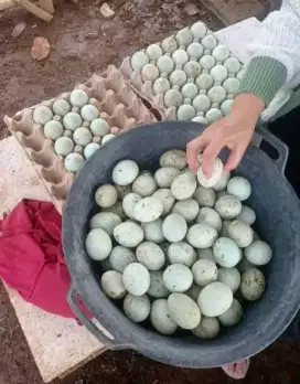 Jual telur bebek Fress
