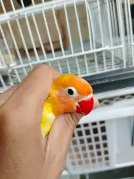 Lovebird jantan paskun