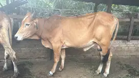 Lembu Jantan Bibit untuk Qurban