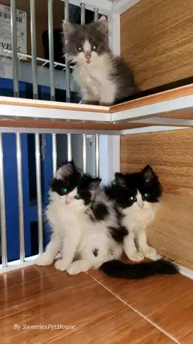 JUAL KUCING PERSIA